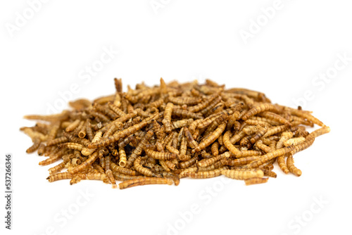 The dry Mealworms Larva (Tenebrio molitor) photo