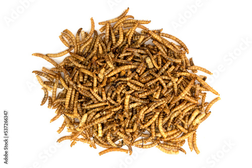 The dry Mealworms Larva (Tenebrio molitor)