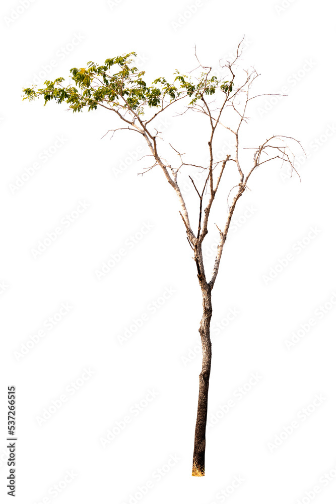 Fototapeta premium Single old and dead tree isolated