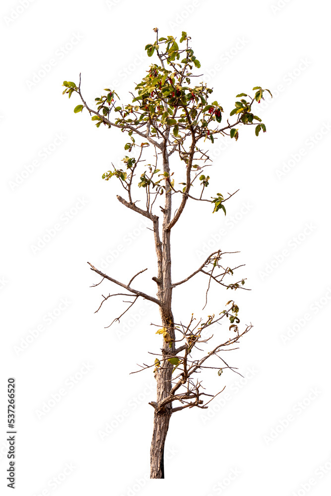 Obraz premium Single old and dead tree isolated