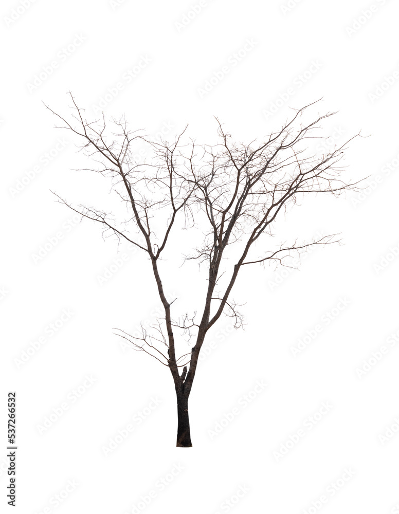 Single old and dead tree isolated Single old and dead tree isolated