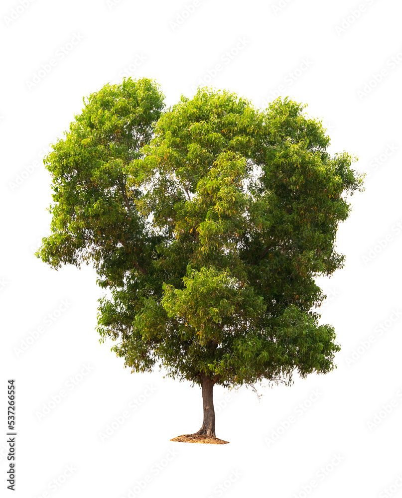 Fototapeta premium Isolated single tree greenery