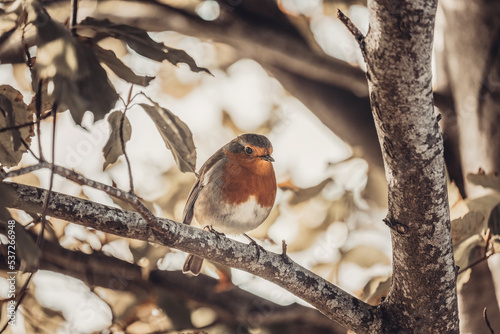 Chatty Robin on a branch with cream gold bokeh