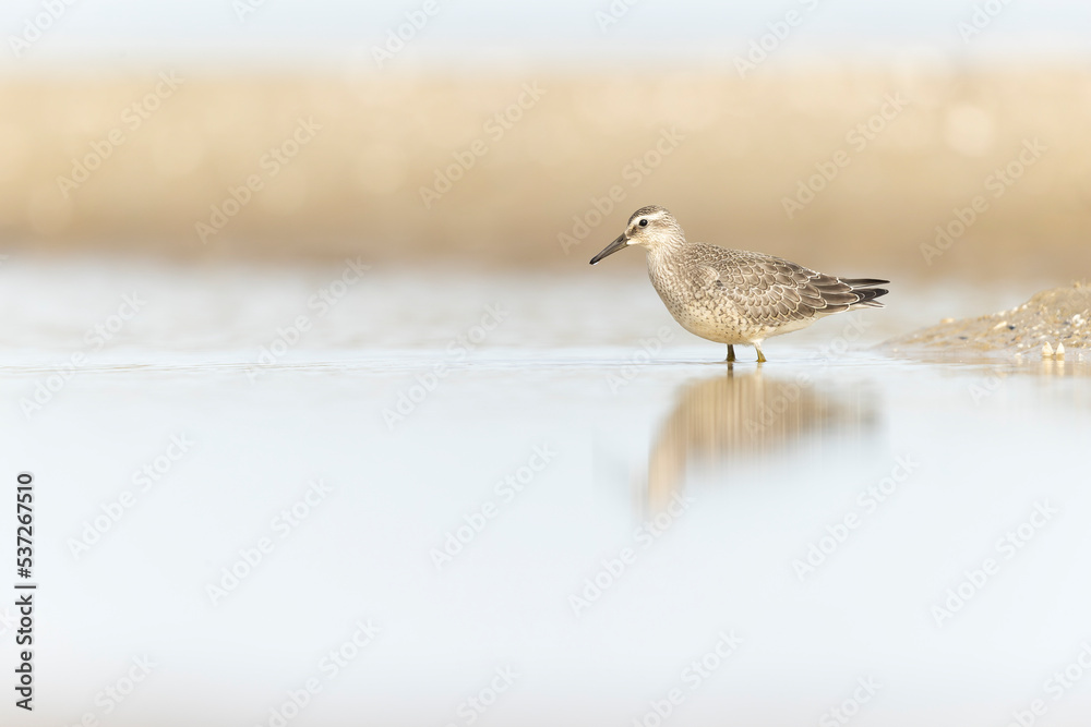 Obraz premium A first calendar year red knot (Calidris canutus) in winter plumage foraging on the beach.