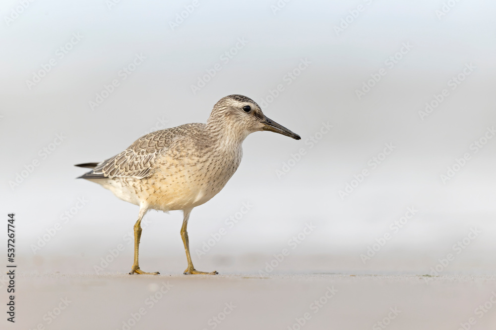 A first calendar year red knot (Calidris canutus) in winter plumage foraging on the beach. A first calendar year red knot (Calidris canutus) in winter plumage foraging on the beach.