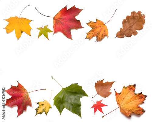 Colorful autumn leaves on white background. Fall season backdrop.Foliage border.