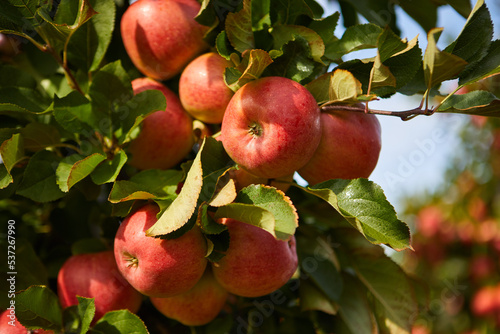 Foto Organic apples hanging from a tree branch in an apple orchard