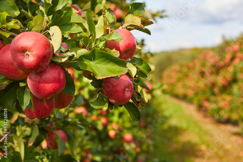 Billede på lærred Organic apples hanging from a tree branch in an apple orchard