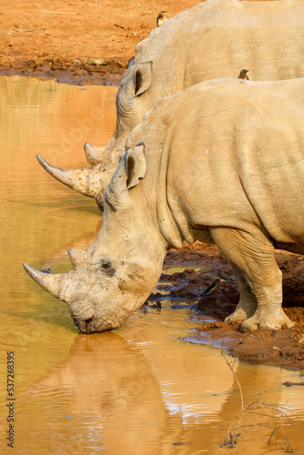 White rhinoceros drinking water at the waterhole  Pilanesberg National Park  South Africa