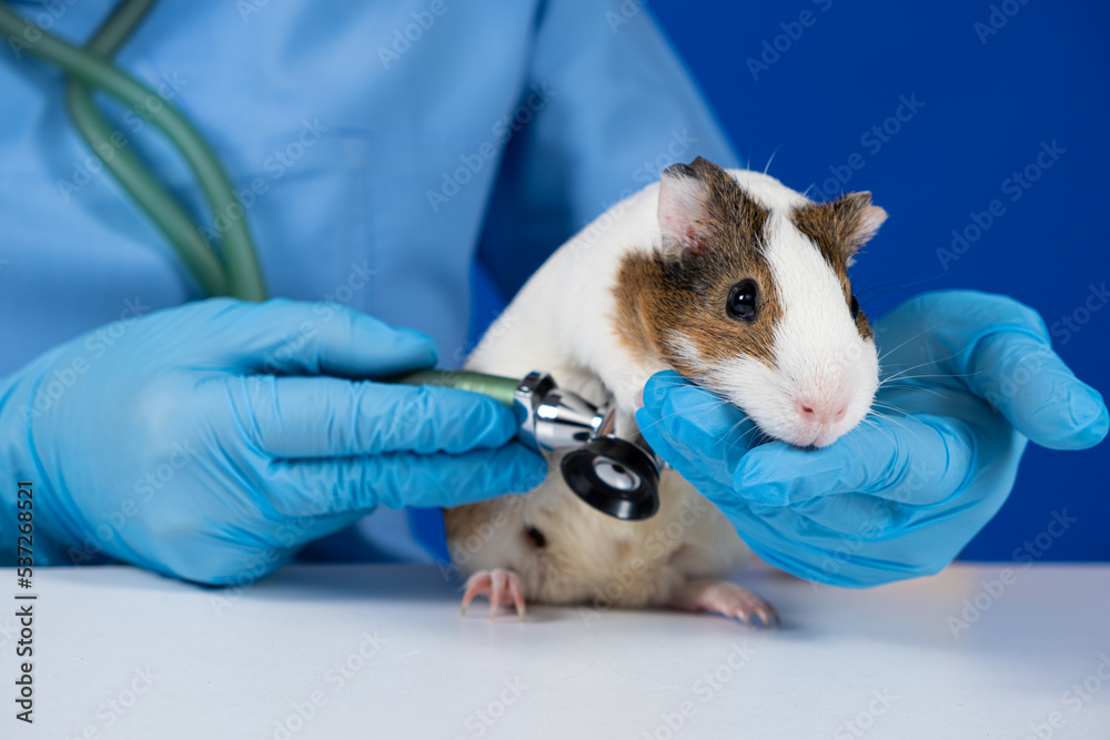 The veterinarian examines the heart and lungs of a guinea pig with a stethoscope. The veterinarian examines the heart and lungs of a guinea pig with a stethoscope.