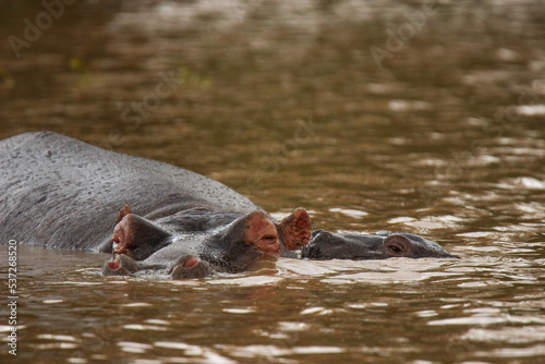 Hippopotamus in the water, Pilanesberg National Park, South Africa