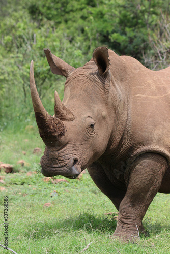 White Rhino or Rhinoceros  Pilanesberg South Africa