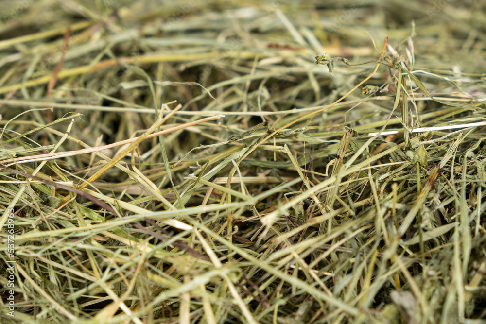 Hay from ecologically clean meadow grasses for feeding guinea pigs, hamsters and other rodents.