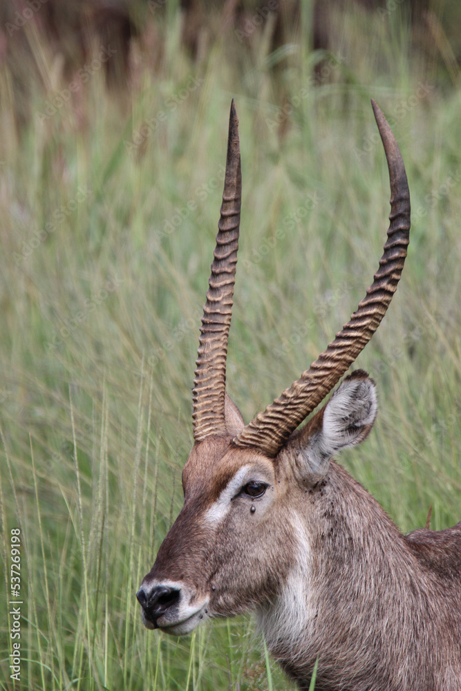 Waterbuck Bull, Pilanesberg National Park, South Africa Waterbuck Bull, Pilanesberg National Park, South Africa