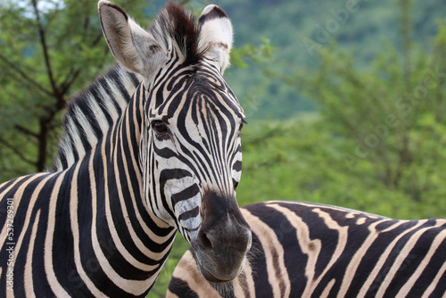 Plains Zebra  Pilanesberg National Park  South Africa