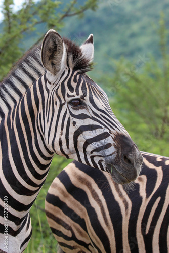 Plains Zebra  Pilanesberg National Park  South Africa
