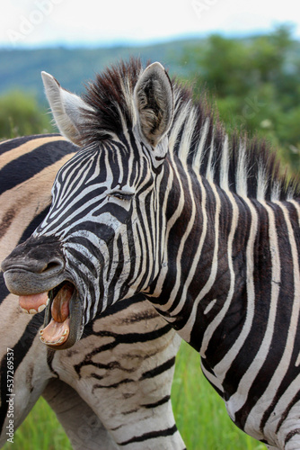 Yawning Pains Zebra  Pilanesberg National Park  South Africa