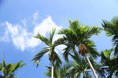 Coconut or plam tree on blue sky background.It natural and beautiful.