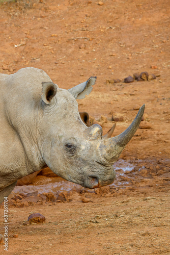 White rhinoceros  Pilanesberg National Park  South Africa