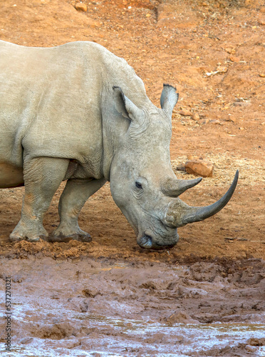 White Rhinoceros drinking water at the waterhole  Pilanesberg National Park  South Africa
