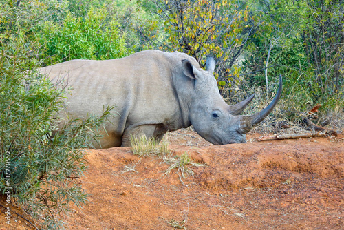 White Rhinoceros  Pilanesberg National Park  South Africa