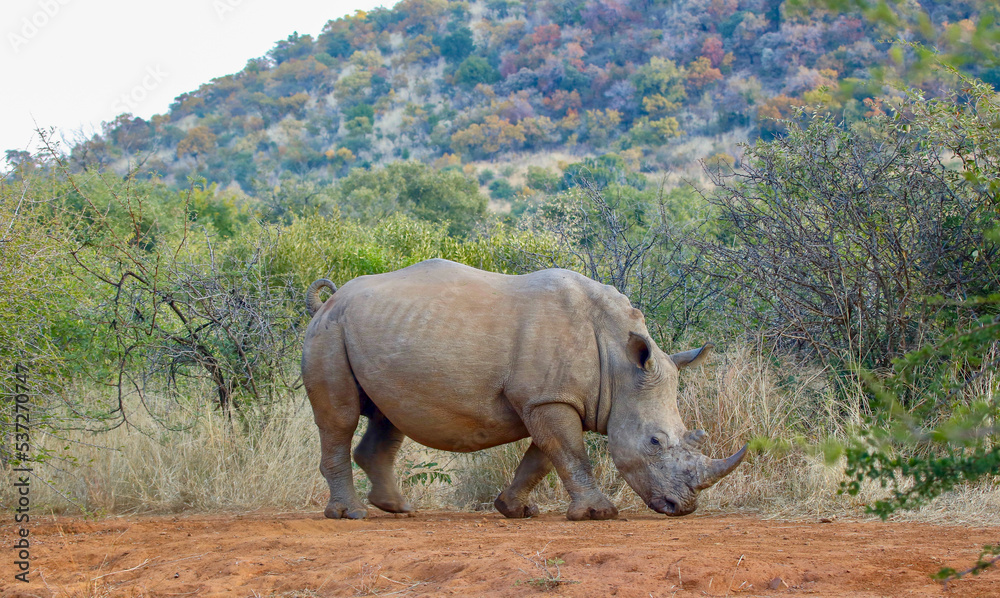 Fototapeta premium White Rhinoceros, Pilanesberg National Park, South Africa