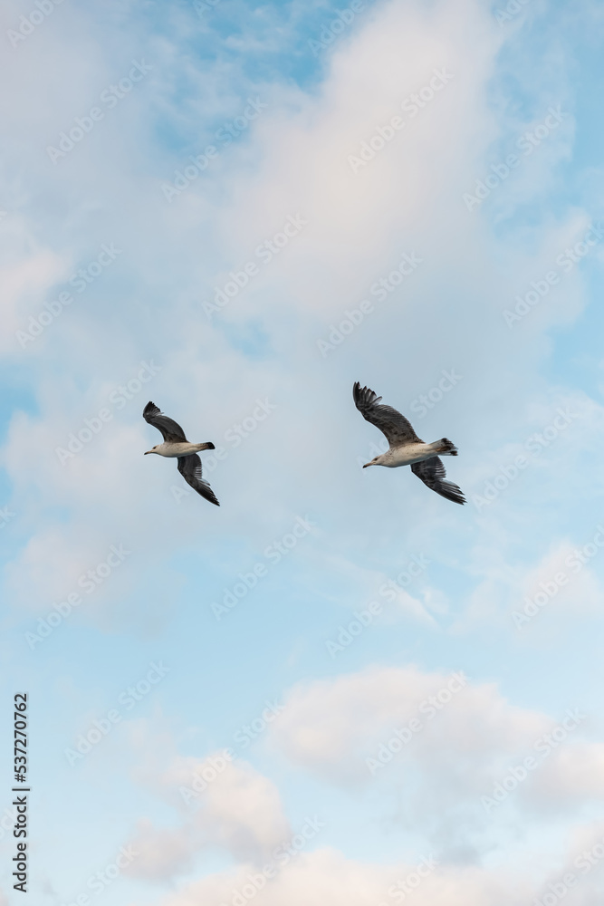 low angle view of seagulls flying against blue sky with clouds.
