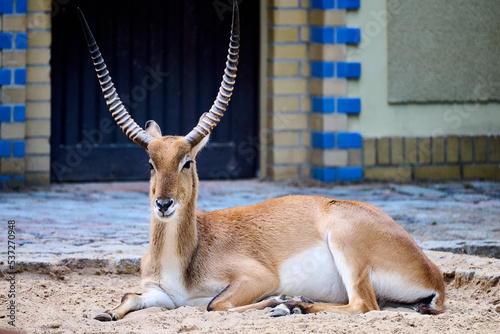 Kafue Lychee Bog Antelope (Kobus leche kafuensis) at Berlin Zoo, Berlin, Germany photo