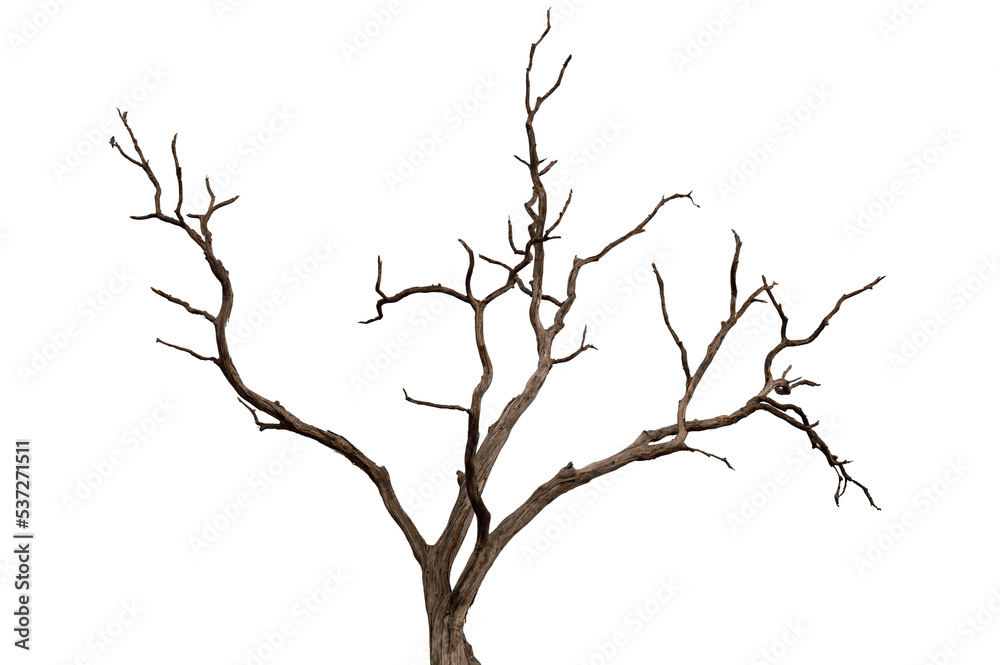 Dry branch of dead tree with cracked dark bark.beautiful dry branch of tree isolated on white background.Single old and dead tree.Dry wooden stick from the forest isolated on white background . Dry branch of dead tree with cracked dark bark.beautiful dry branch of tree isolated on white background.Single old and dead tree.Dry wooden stick from the forest isolated on white background .