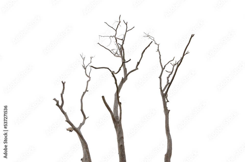 Dry branch of dead tree with cracked dark bark.beautiful dry branch of tree isolated on white background.Single old and dead tree.Dry wooden stick from the forest isolated on white background . Dry branch of dead tree with cracked dark bark.beautiful dry branch of tree isolated on white background.Single old and dead tree.Dry wooden stick from the forest isolated on white background .