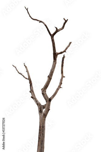 Dry branch of dead tree with cracked dark bark.beautiful dry branch of tree isolated on white background.Single old and dead tree.Dry wooden stick from the forest isolated on white background .