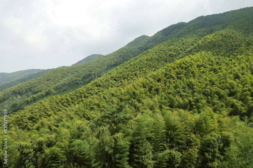 mountains and green forest