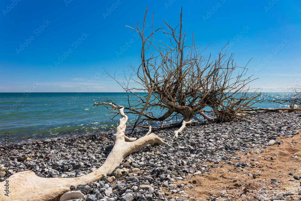 Baumstamm an der Küste der Ostsee auf der Insel Rügen Baumstamm an der Küste der Ostsee auf der Insel Rügen