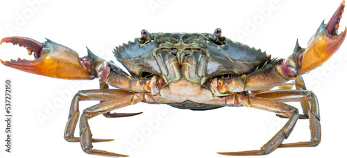 Scylla serrata. Mud crab isolated on transparent background. Raw materials for seafood restaurant concept. Live giant mud crab with big claw. Alive mud crab. Crustacean shellfish food allergen concept photo