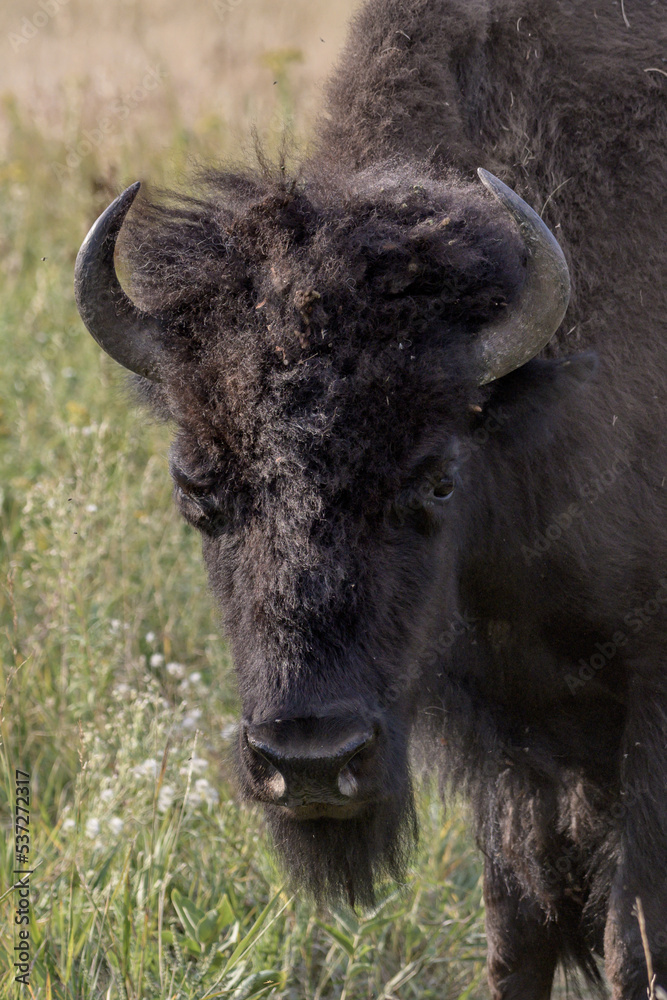 American Buffalo in Custer State Park - Custer, South Dakota American Buffalo in Custer State Park - Custer, South Dakota