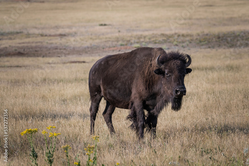 American Buffalo in Custer State Park - Custer, South Dakota