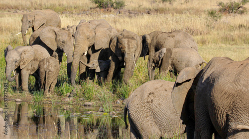African elephant having a drink of water, Pilanesberg National Park, South Africa
