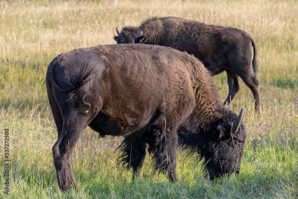 American Buffalo in Custer State Park - Custer, South Dakota American Buffalo in Custer State Park - Custer, South Dakota