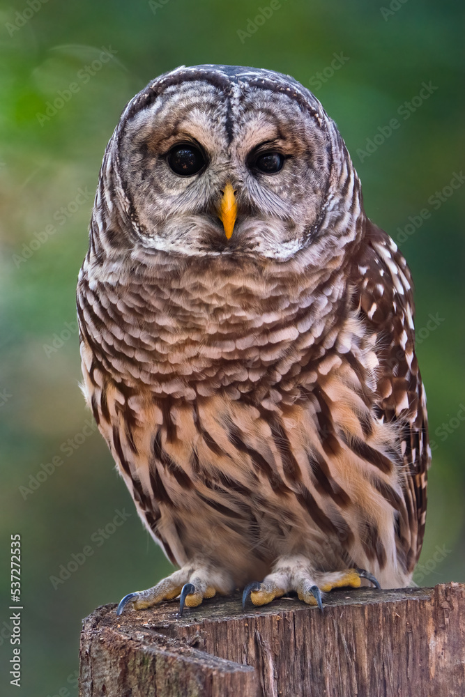 Barred Owl Barred Owl