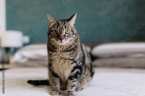 Gatto con occhi vispi e penetranti, di color verde acceso. animale sul letto che ti fissa. pelo corto e pulito