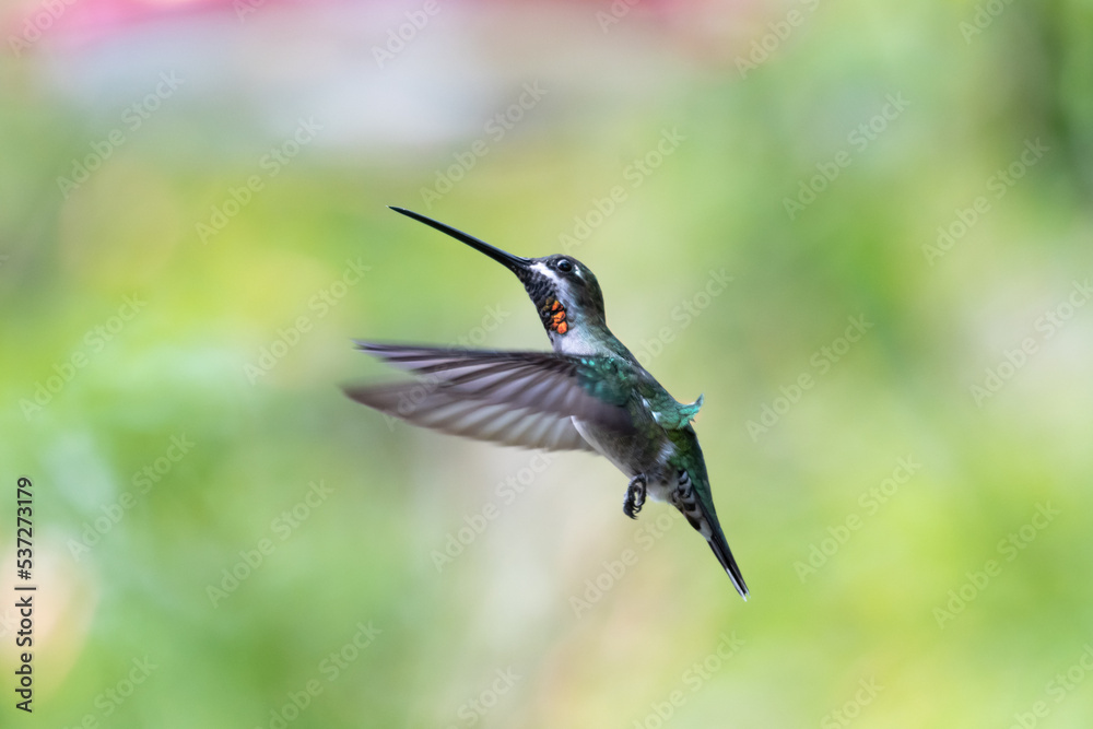 Fototapeta premium Pretty hummingbird in flight on a soft pastel colored background with wings spread.