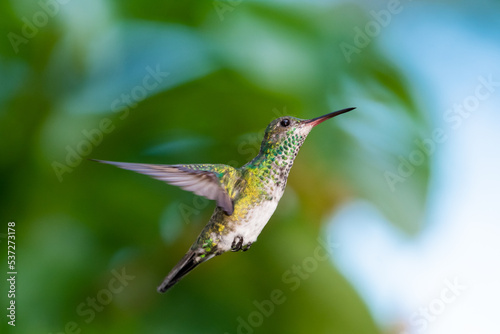 Close up of a brightly lit Blue-chinned Sapphire hummingbird in flight in the rainforest of Trinidad and Tobago