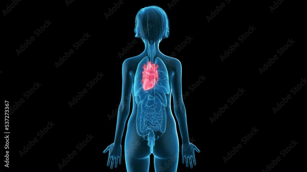 3d rendered animation of a womans heart 3d rendered animation of a womans heart