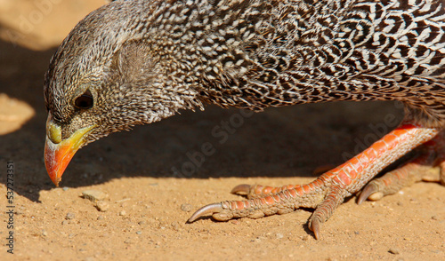 Natal Spurfowl close up, Pilanesberg, South Africa