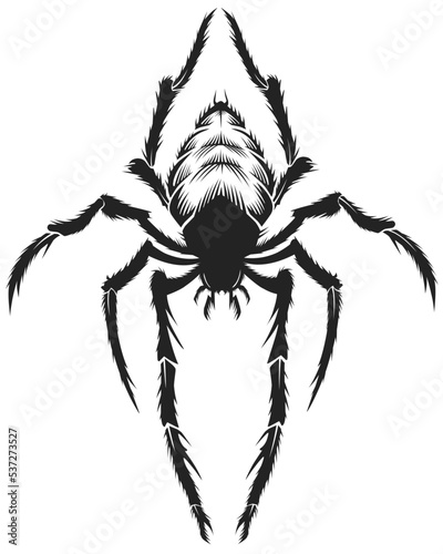 black spider isolated