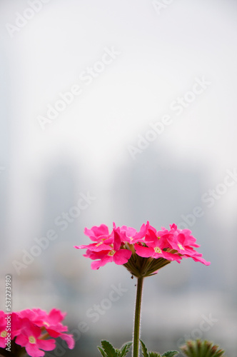 Canvas Print Scenery of riverside flowers on the Bund in Shanghai