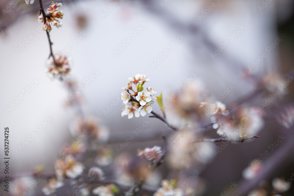 Leinwandbild Motiv - Kati Finell : Plum tree blooming