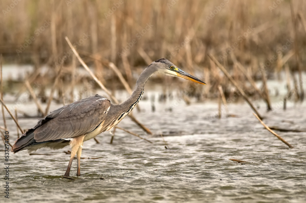 Grey Heron or Ardea cinerea stands in river