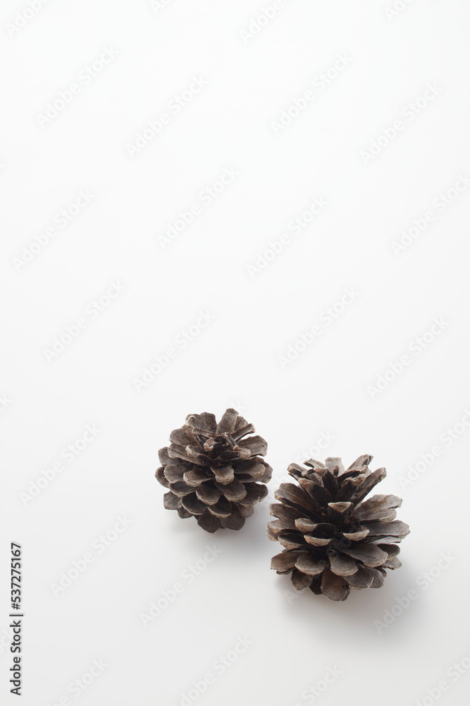 pinecone,松ぼっくり,autumn,秋,松,pine,white background,白背景
　