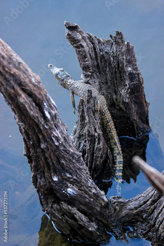 Baby crocodile, Pilanesberg National Park, South Africa 